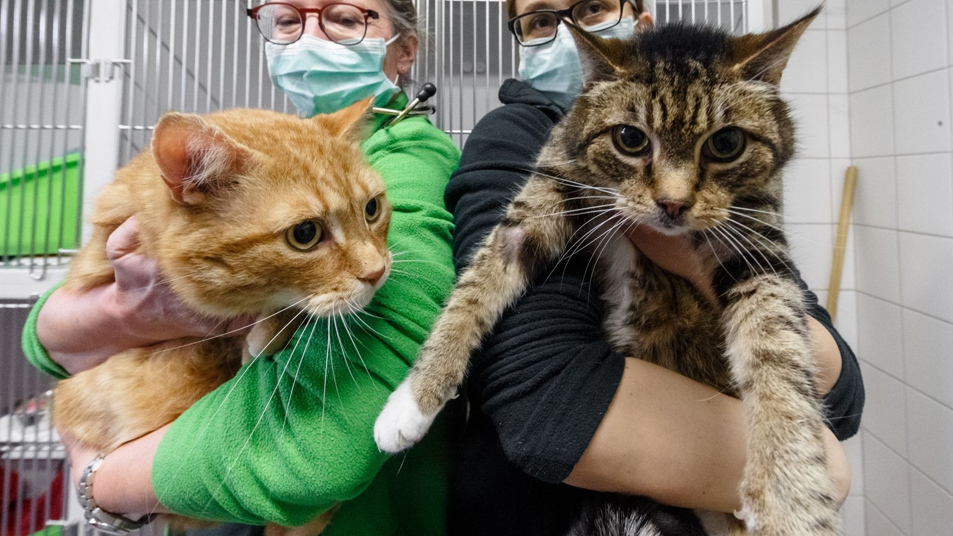 Die Katzen Lolek (l) und Bolek suchen nach ihrer überstandenen Corona-Infektion ein neues Zuhause. Die beiden kastrierten Kater sind in den Vermittlungsbereich des Tierheims umgezogen.
