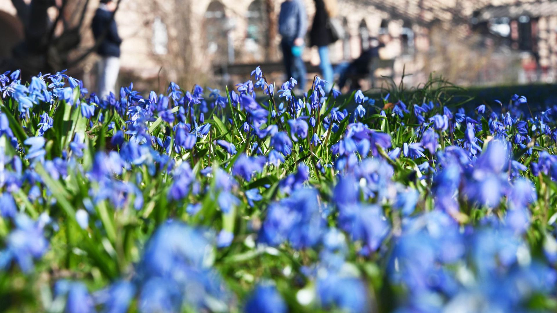 Bei Sonnenschein und Außentemperaturen um die 9 Grad blühen im Botanischen Garten Karlsruhe Blausterne.
