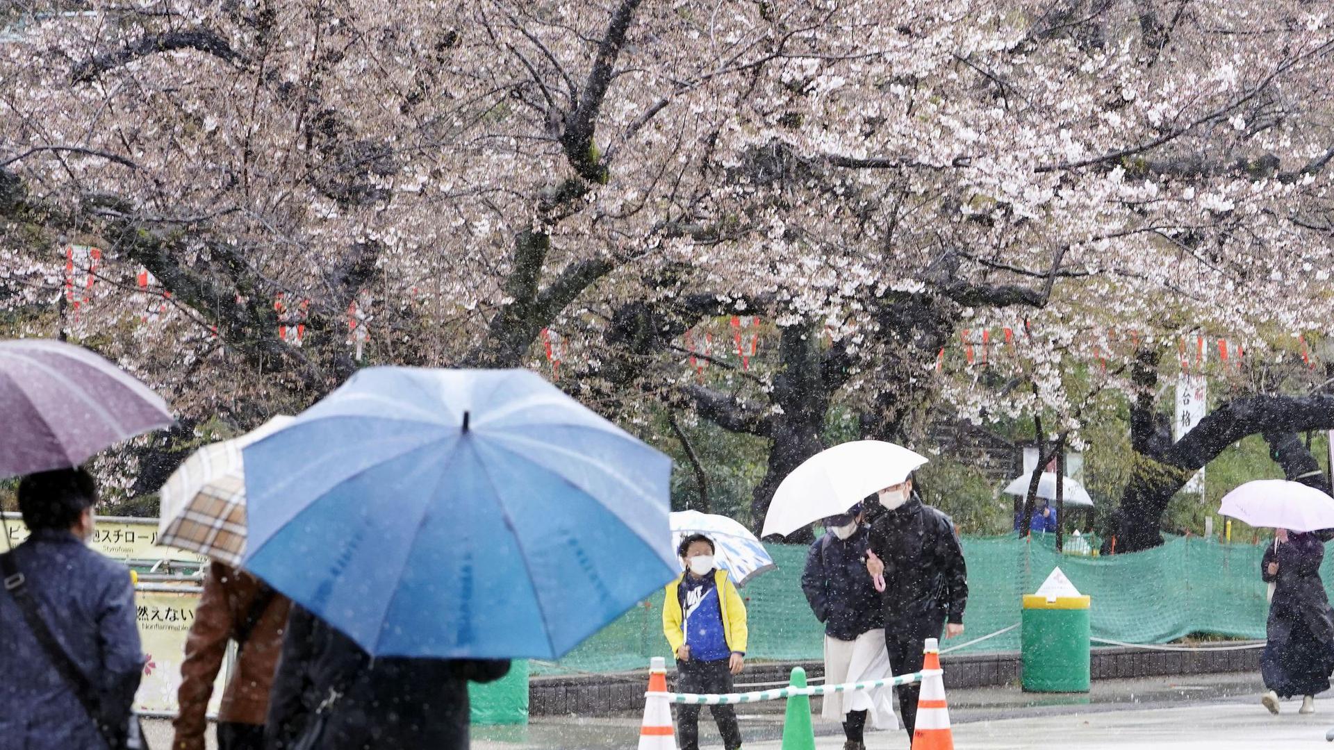Menschen spazieren bei Regen an Kirschblüten im Ueno Park in Tokio vorbei.