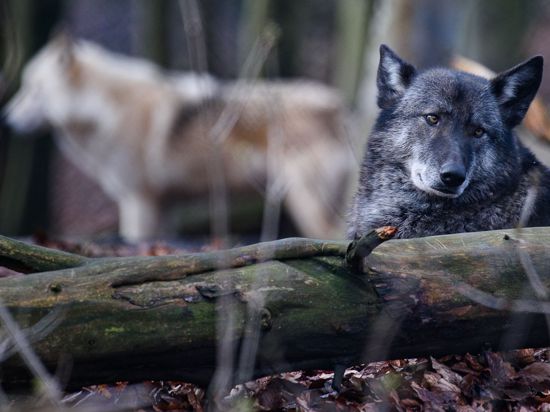 Die beiden Wolfshybriden Ronja (r.) und Raik in einem Gehege im Alternativen Bärenpark Worbis.