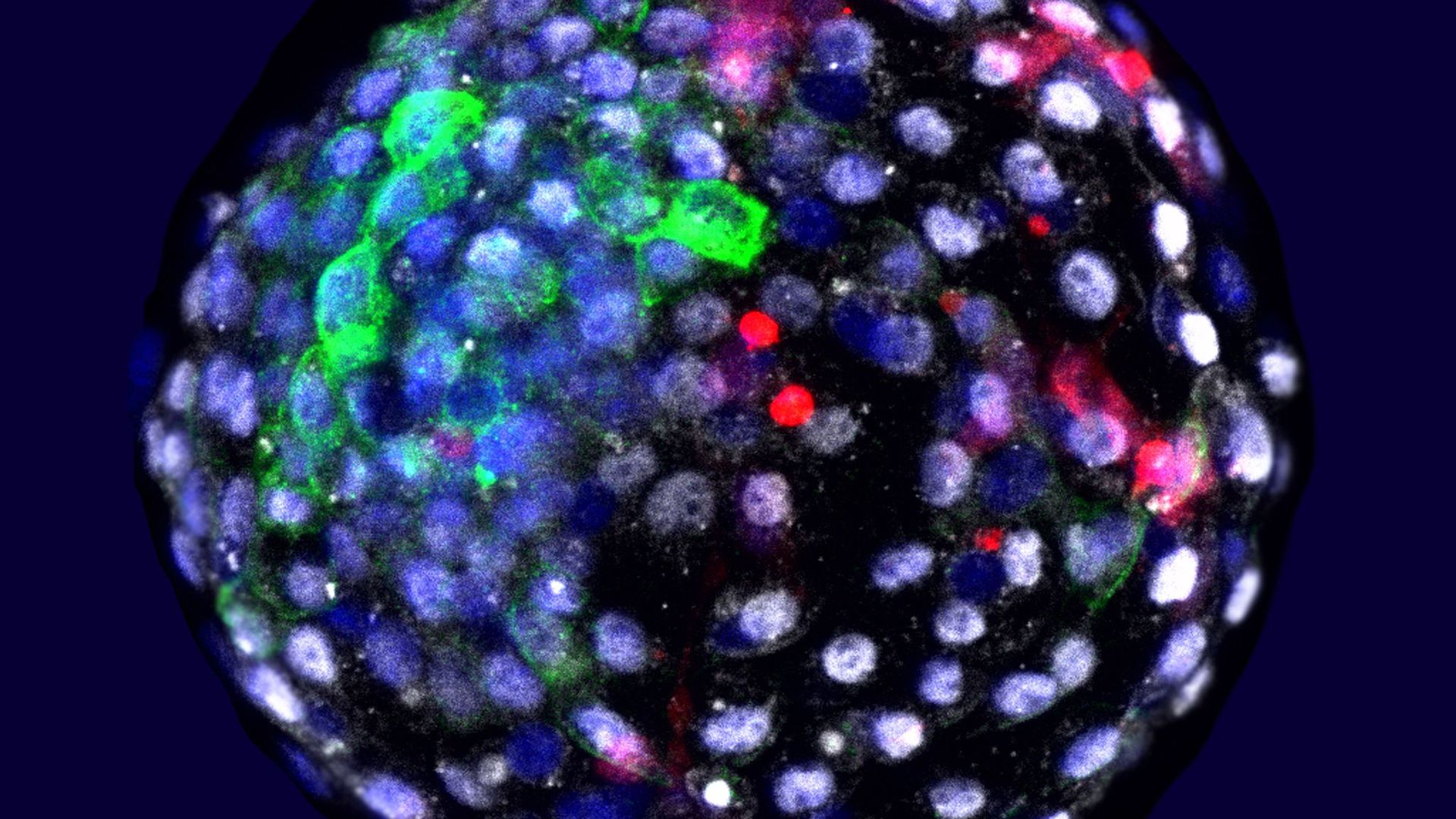 Das Bild zeigt eine Chimäre Mensch-Affe-Blastozyste. Wissenschaftler haben Embryonen aus Zellen von Mensch und Affe erzeugt.