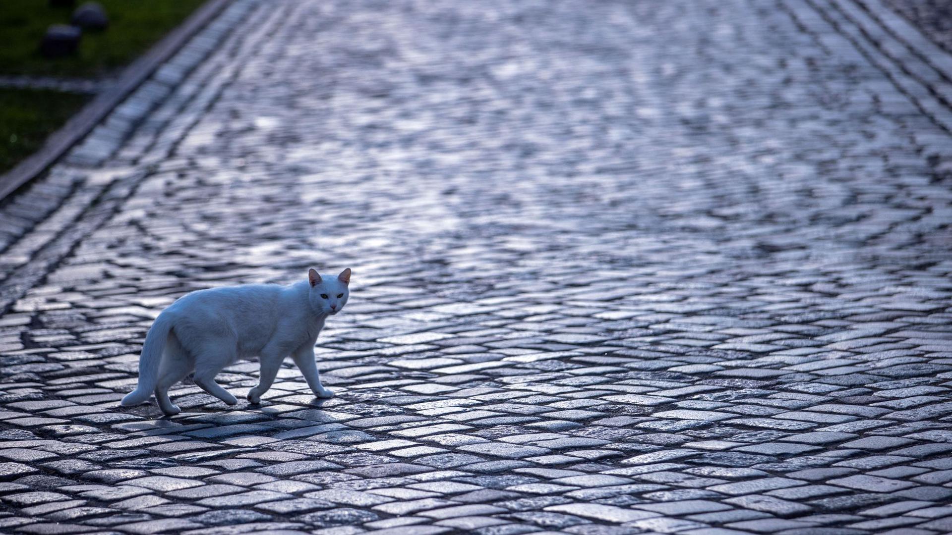 Katze mit Gefühlen: Die britische Regierung will das Land zum Vorreiter bei Tierrechten machen. (Symbolbild)