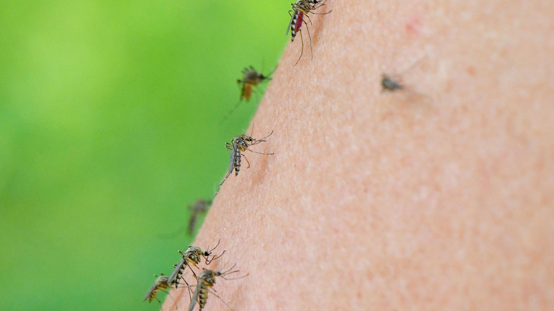 Auf dem Arm einer Frau haben sich gleich mehrere Mücken versammelt.