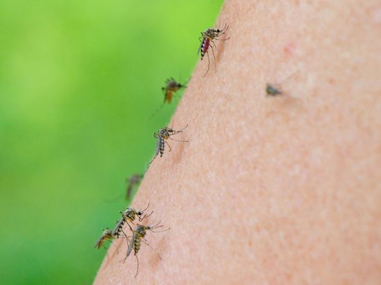 Auf dem Arm einer Frau haben sich gleich mehrere Mücken versammelt.