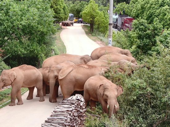 Die wandernde Elefantenherde weidet in einem Bezirk der Stadt Kunming im Südwesten der chinesischen Provinz Yunnan.
