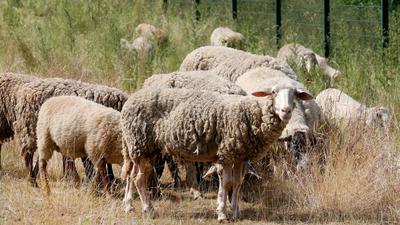 Schafe sollen als „natürliche Rasenmäher“ den Bewuchs in den Autobahnentwässerungsanlagen kurz halten.