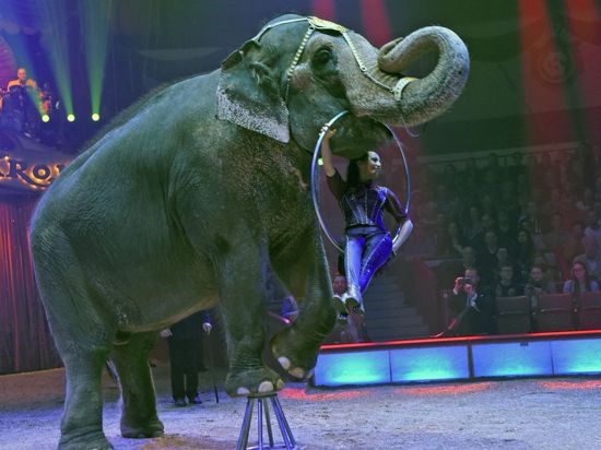 Jana Mandana Lacey-Krone mit Elefantendame Bara während eines Auftritts im Circus Krone.