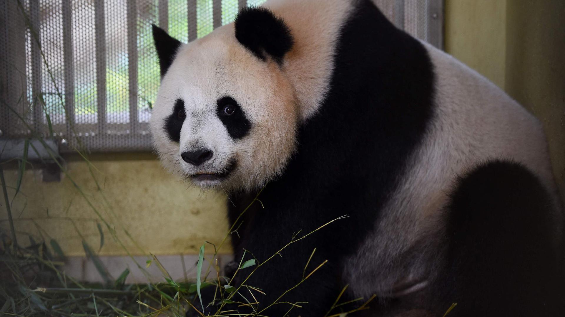 Panda-Weibchen Huan Huan ist trächtig und steht kurz vor der Geburt von Zwillingen.