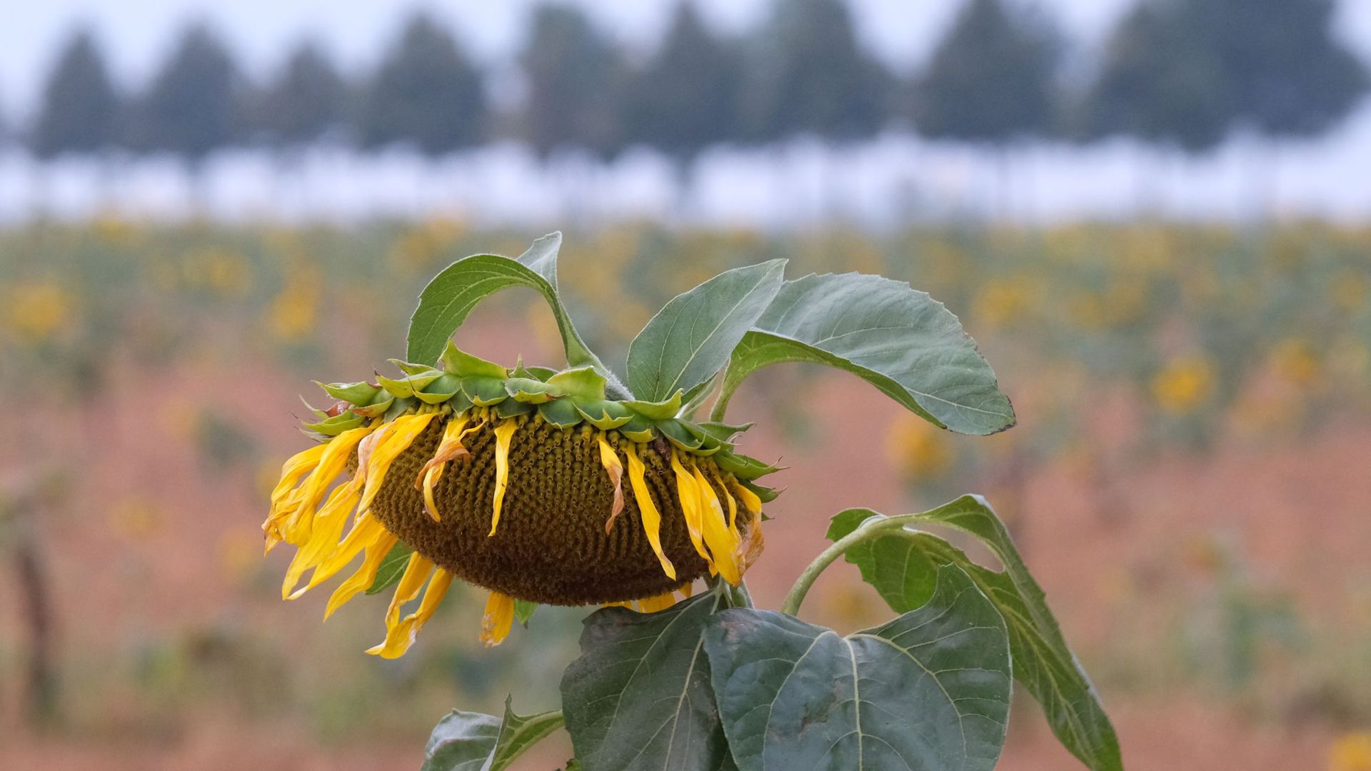 Verblühte Sonnenblume auf einem Feld in Nordsachsen. In den kommenden Tagen wird wechselhaftes Wetter erwartet.