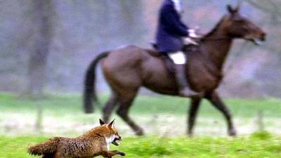 Ein Fuchs läuft im Dezember 2000 an einem Reiter der Jagdgesellschaft des Herzogs von Beaufort nahe Shipton Moyne vorbei.