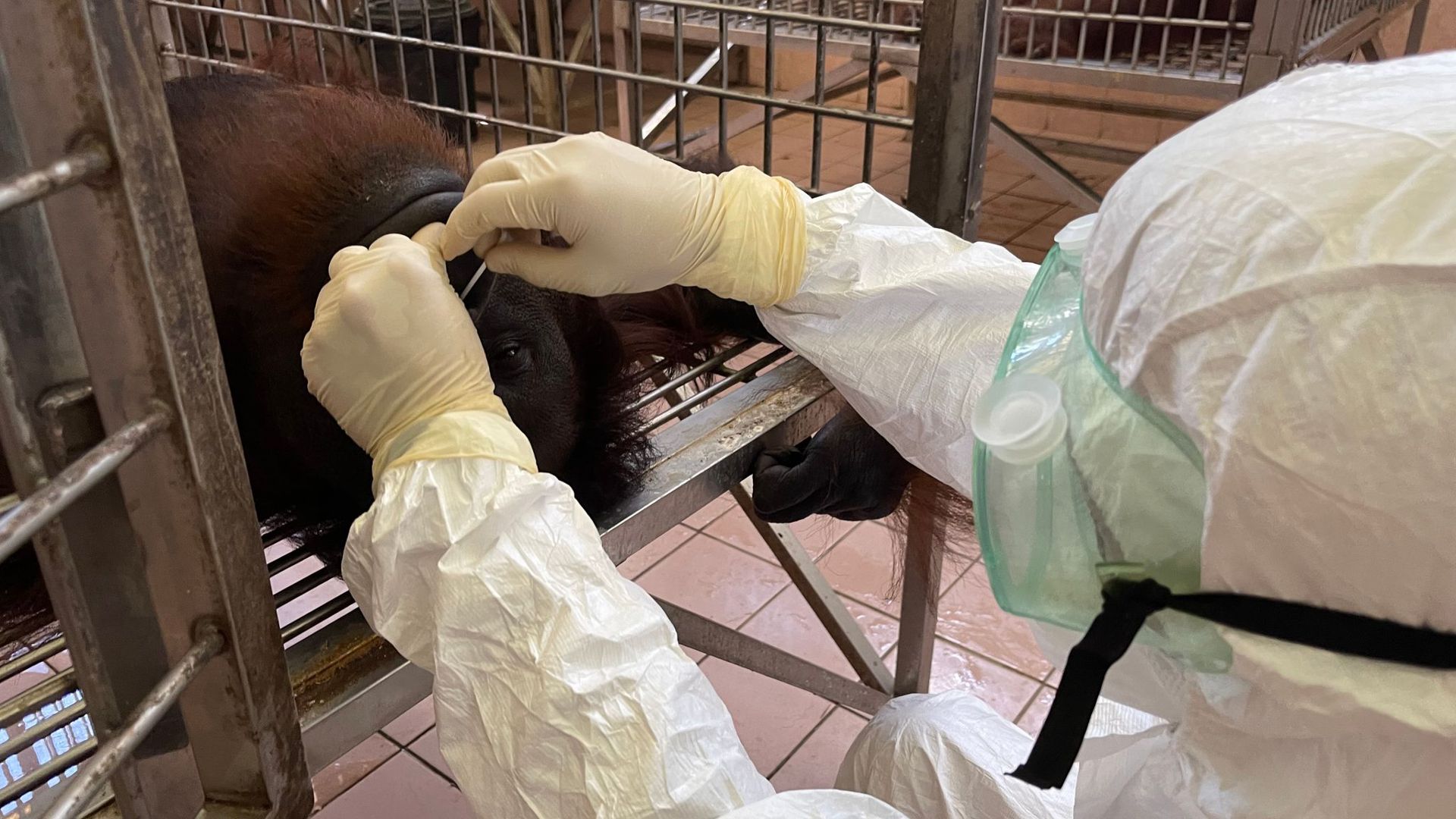 Ein Mitarbeiter entnimmt eine Nasenabstrichprobe von einem Orang-Utan für einen Coronatest.