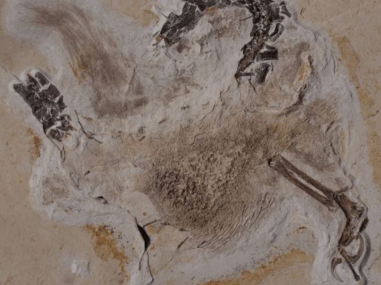 Seit Jahrzehnten befindet sich das Fossil des Sauriers Ubirajara im Naturkundemuseum in Karlsruhe, jetzt soll es nach Brasilien zurück.
