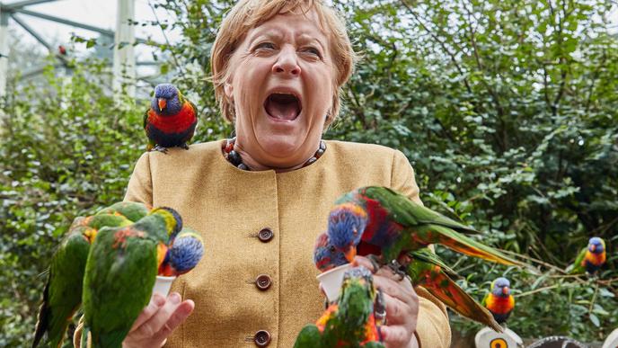 Angela Merkel füttert australische Loris im Vogelpark Marlow und wird dabei gezwickt.