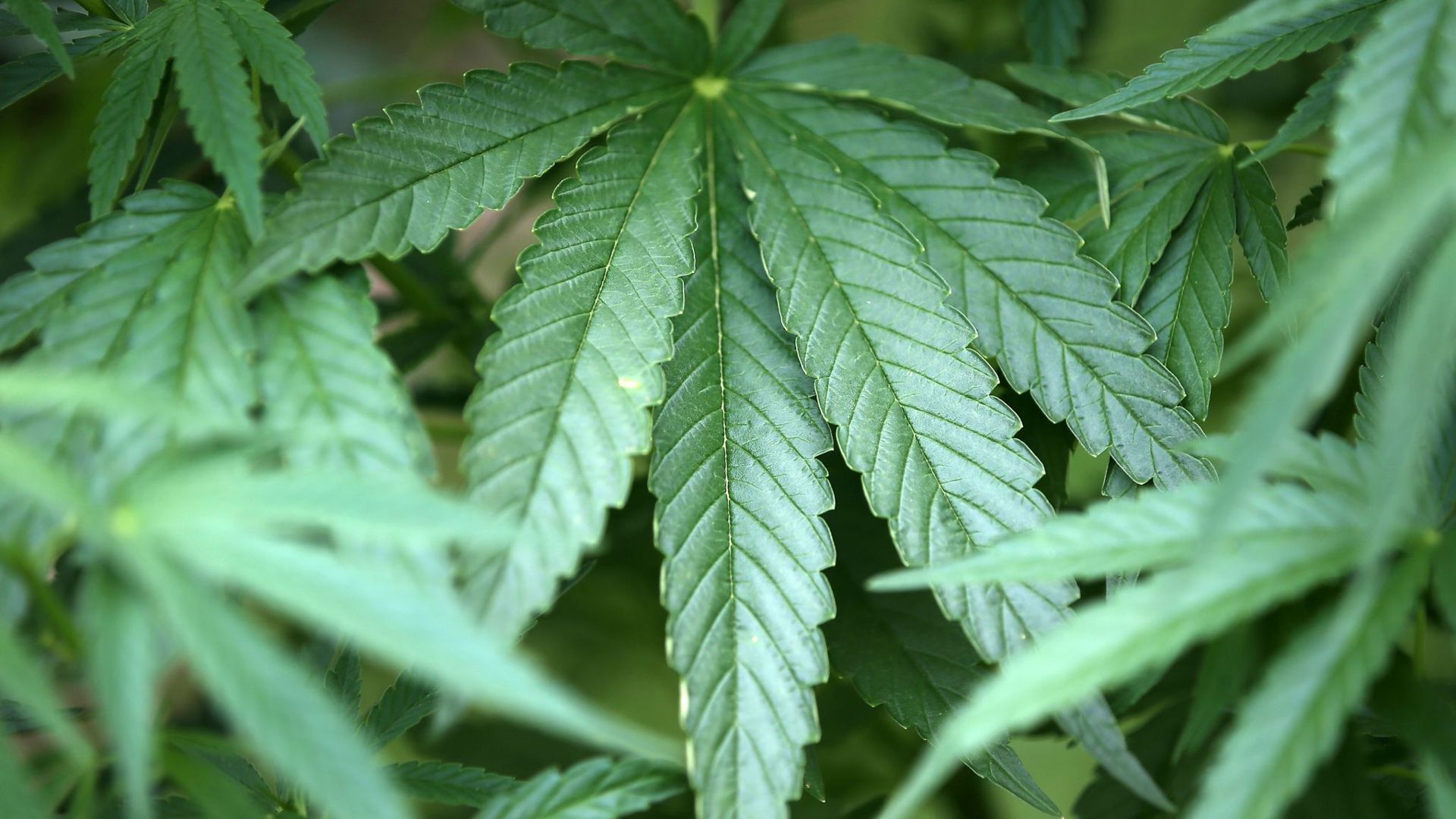 Hanf-Pflanzen (Cannabis): Luxemburgs Regierung verfolgt seit einiger Zeit Pläne, den Anbau, Verkauf und Konsum zum persönlichen Gebrauch zu legalisieren.