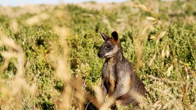 Seit mehr als zehn Jahren lebt ein Känguru auf einem Bauernhof in Waghäusel.