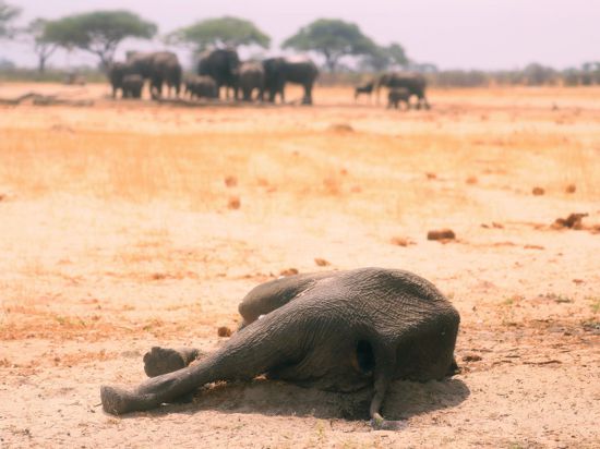 Der Kadaver eines toten Elefanten liegt im Hwange-Nationalpark. (Archivbild)