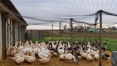 Auf dem Hof von Gilbert Schmitt werden Enten und Gänse gezüchtet, die Spezialität seines Betriebes ist Foie Gras, also Enten- und Gänsestopfleber, beziehungsweise Fettleber.