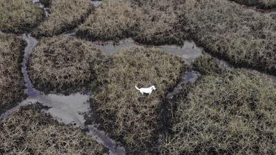Drohnenfoto von Mischling „Millie“ im Watt vor Südengland.