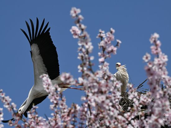 Hinter einem blühenden Mandelbaum im hessischen Bensheim startet ein Storch aus seinem Nest.