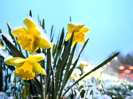 In Ravensburg hat sich Schnee auf gelbe Narzissen gelegt, die auch Osterglocken genannt werden.
