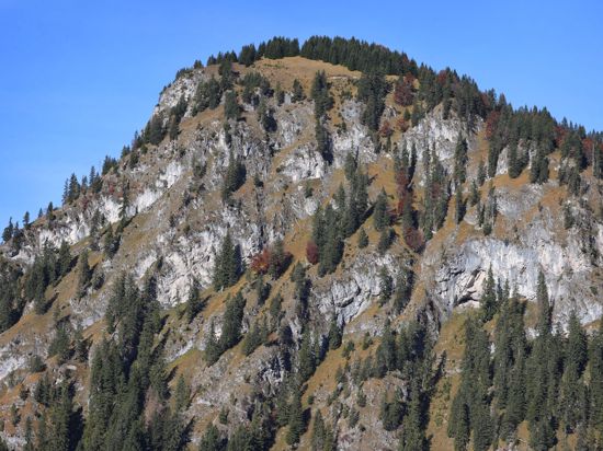 Nadelbäume stehen in den Steillagen der Allgäuer Alpen. Deutschlands Alpen wachsen mit Wäldern zu. Das ist eine Folge des Klimawandels.