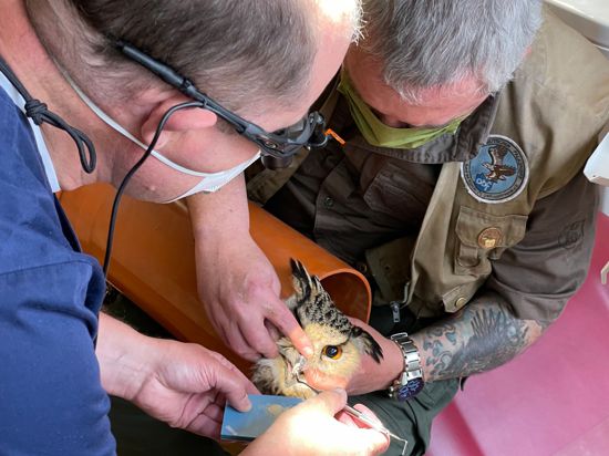 Ein Zahnarzt (l) aus Dorsten behandelt einen Uhu.