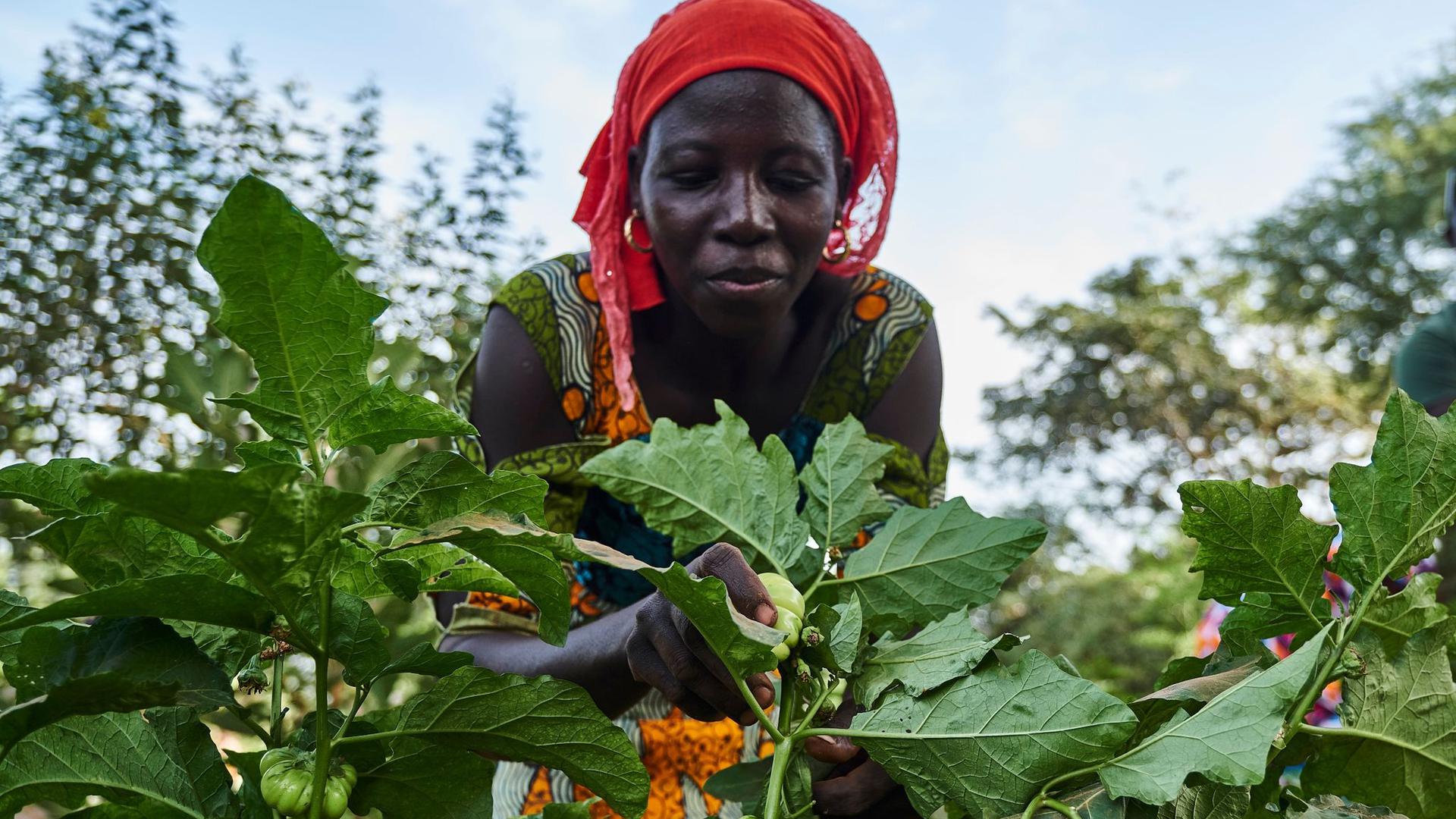 Eine Landwirtin arbeitet auf dem Feld im Rahmen eines Waldgartenprojekts von Trees for the Future in Kaffrine (Senegal).