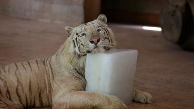 Ein Tiger kühlt sich im Zoo von Lahore bei heißem Wetter auf einem Eisblock ab. In verschiedenen Teilen Pakistans herrscht weiterhin eine intensive Hitzewelle.