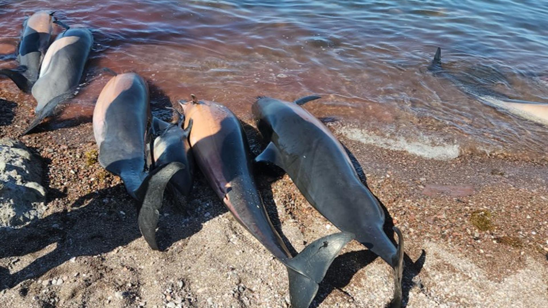 Auf diesem vom „Red de Varamientos“ zur Verfügung gestellten Bild sind mehrere tote Delfine am Strand El Califin zu sehen.