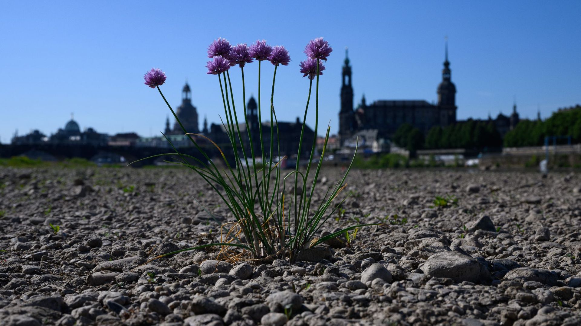 Wilder Schnittlauch wächst inmitten des ausgetrockneten Elbufers vor der historischen Altstadtkulisse Dresdens.