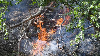 Flammen lodern im Juni 2019 in einem Wald in der Lieberoser Heide.