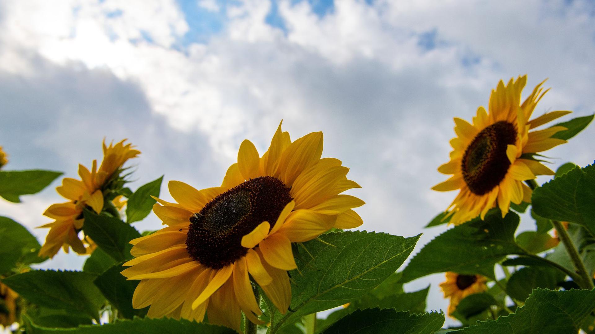 Sonnenblumen blühen vor einem wolkenverhangenem Himmel.