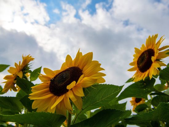 Sonnenblumen blühen vor einem wolkenverhangenem Himmel. In den kommenden Tagen soll das Wetter hochsommerlich warm werden.
