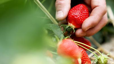 Die Bauern in Deutschland haben die Anbauflächen für Erdbeeren wegen der schwachen Nachfrage auf 9700 Hektar verringert.