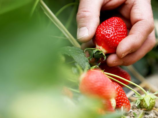 Die Bauern in Deutschland haben die Anbauflächen für Erdbeeren wegen der schwachen Nachfrage auf 9700 Hektar verringert.