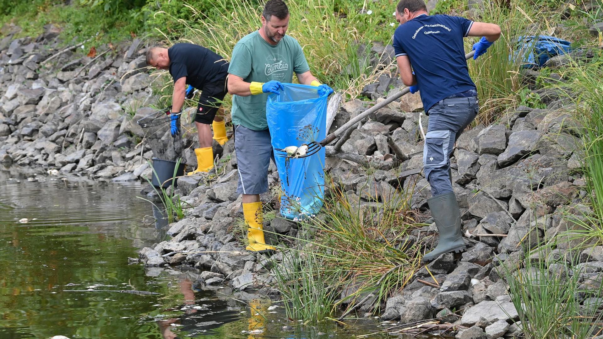 Freiwillige Helfer bergen tote Fische aus dem Wasser des deutsch-polnischen Grenzflusses Oder.