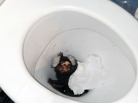 Tierschützer in Großbritannien haben die  Krallenäffchen-Dame Milly gerettet. Ihre Besitzerin hatte versucht, sie in der Toilette herunterzuspülen.