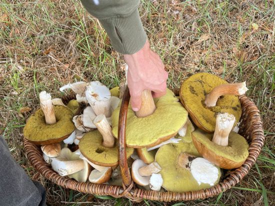 Zahlreiche Pilze liegen in dem Korb eines Pilzsammlers. Der Herbst verspricht mit zunehmenden Niederschlägen eine gute Pilzsaison.