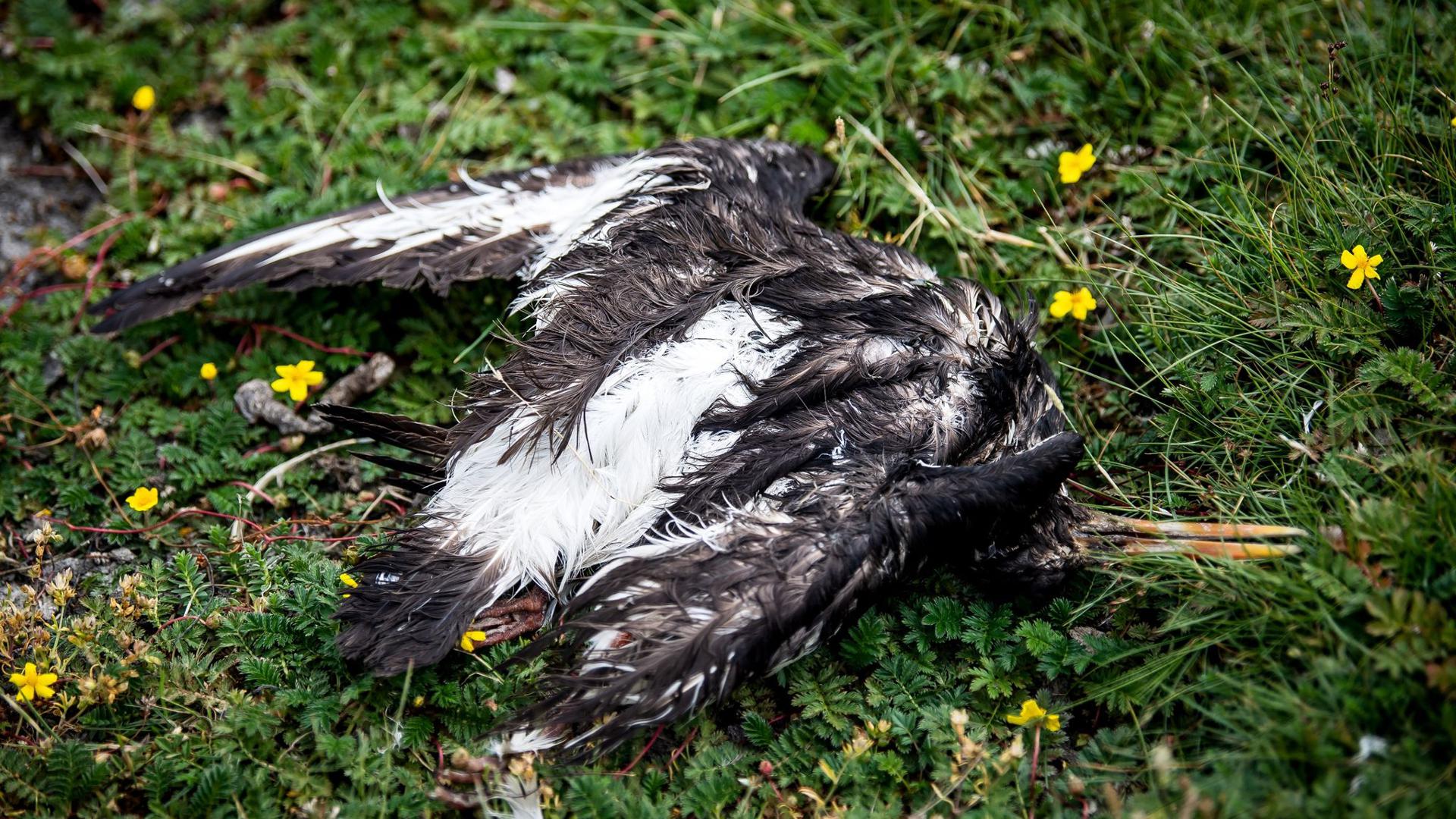 Ein toter Vogel liegt am Deich der zu Hamburg gehörenden Insel Neuwerk.