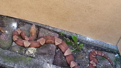 Eine Schlange der hochgiftigen Art Nordamerikanischer Kupferkopf ist in Bremerhaven aufgetaucht.