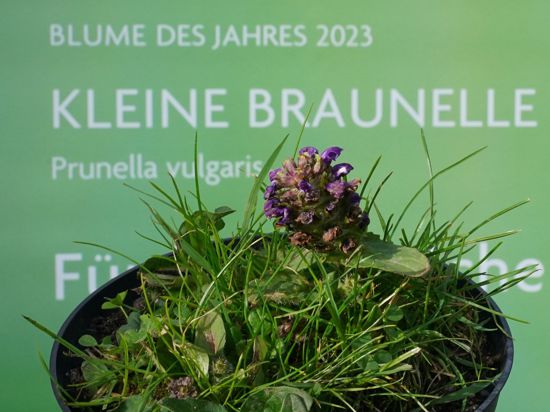 Mit der Wahl der Kleinen Braunelle zur „Blume des Jahres 2023“ soll auf den schleichenden Verlust heimischer Wildpflanzen aufmerksam gemacht werden.