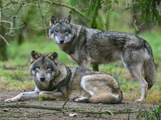 Zwei Wölfe im Gehege im Wildpark Schorfheide (Symbolbild). Für öffentliche Diskussionen über die streng gegen Abschuss geschützten Raubtiere sorgen immer wieder Attacken auf Nutztiere.