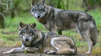 Zwei Wölfe im Gehege im Wildpark Schorfheide. Der Wolf breitet sich seit seiner Rückkehr nach Deutschland 1998 langsam weiter aus.