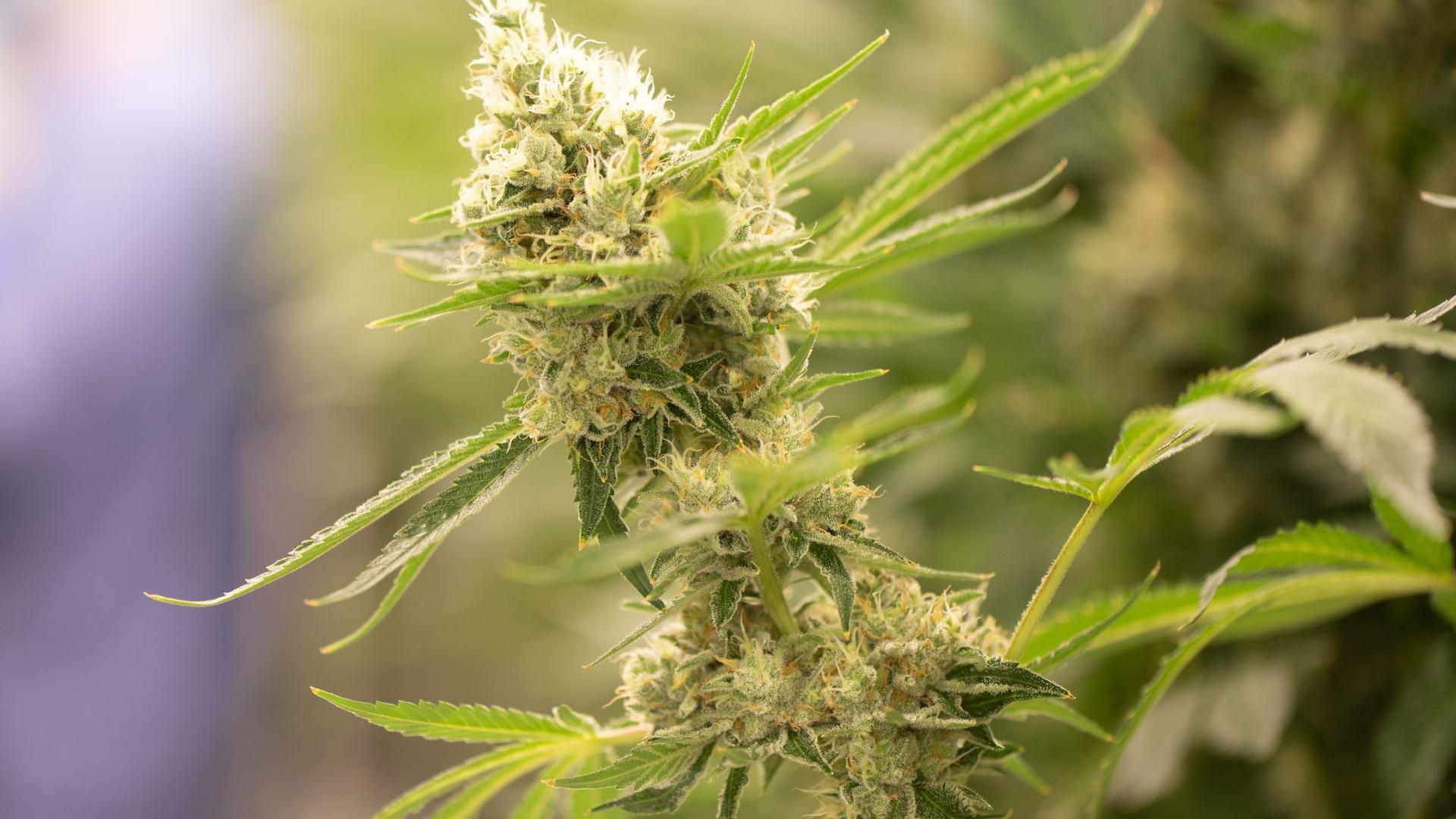 Cannabispflanzen wachsen im Blüteraum eines Pharmaunternehmens.