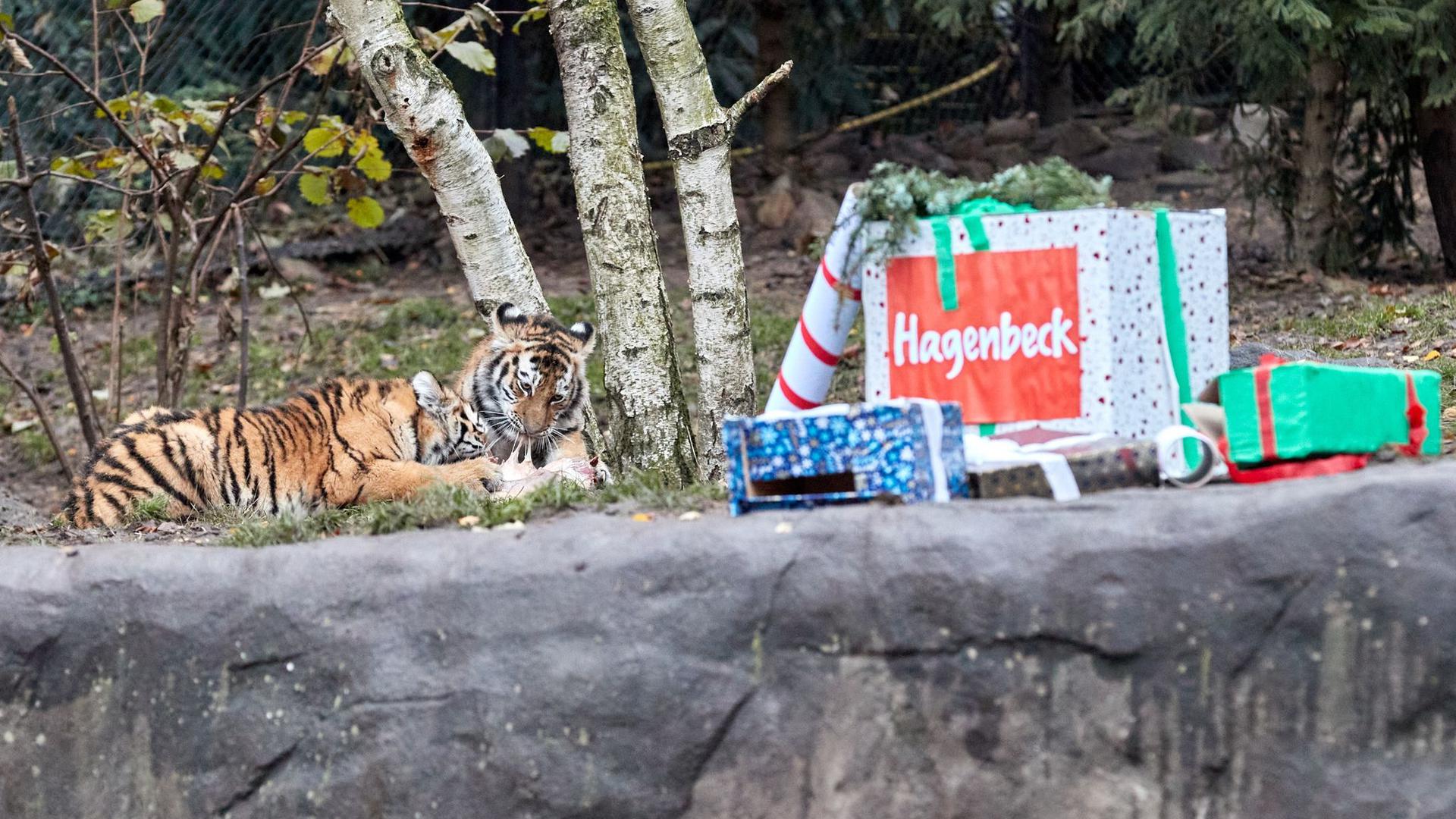 Die Tigerkinder Rida und Daria fallen über ihre verfrühten Nikolaus-Geschenke her.
