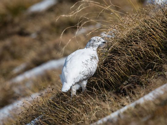 Besonders Alpenschneehühner sind von milden Wintern bedroht.