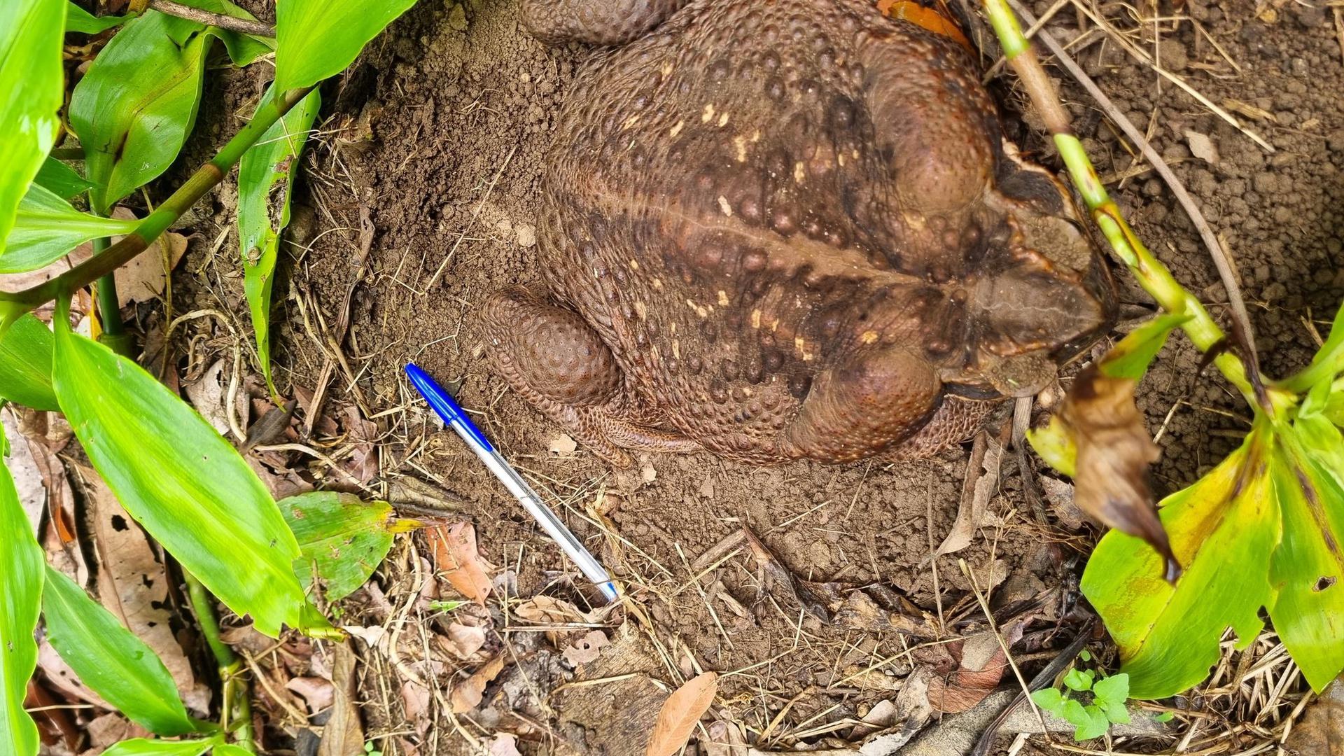 Eine Aga-Kröte („Cane Toad“) im Conway National Park in der Whitsunday-Region im Norden Queenslands Sie wurde „Toadzilla“ getauft.