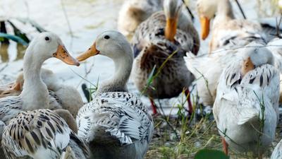 Derzeit grassiert die größte jemals dokumentierte Vogelgrippewelle bei Vögeln – sie erstreckt sich über mehrere Erdteile.
