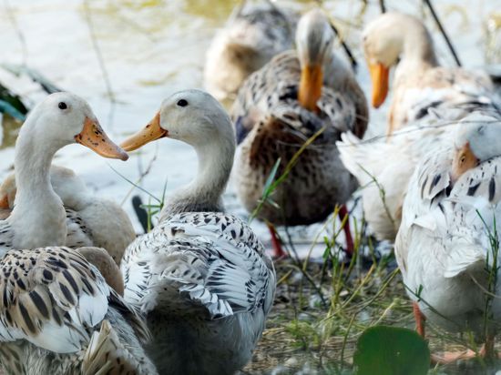 Derzeit grassiert die größte jemals dokumentierte Vogelgrippewelle bei Vögeln – sie erstreckt sich über mehrere Erdteile.