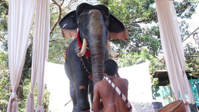 Tierschutz im Tempel: Ein gläubiger Hindu sitzt im Bundesstaat Kerala vor dem lebensgroßen mechanischen Elefanten.